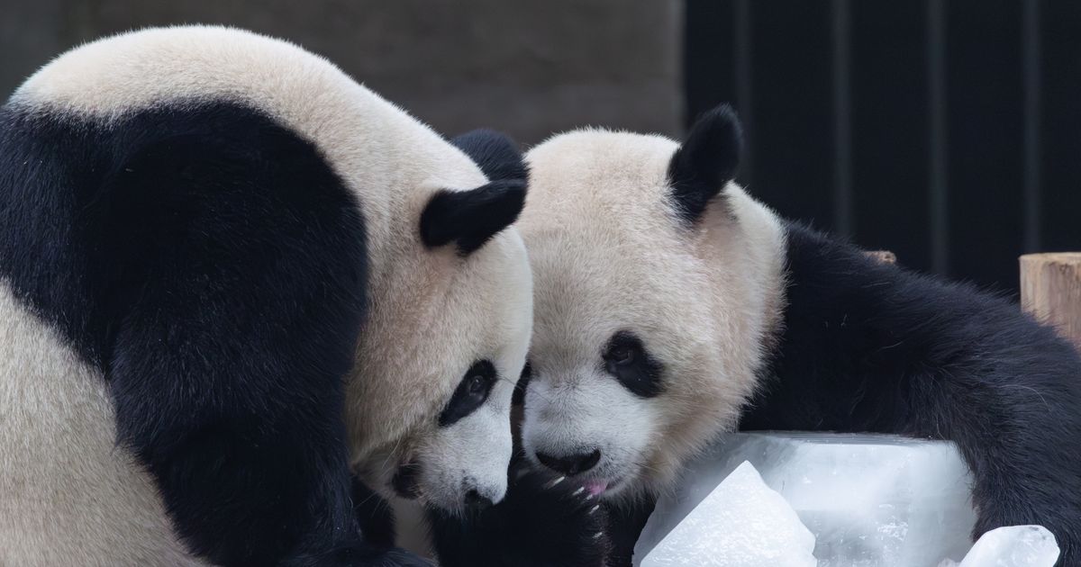 USSC Briefing Room | The role of panda diplomacy in international relations